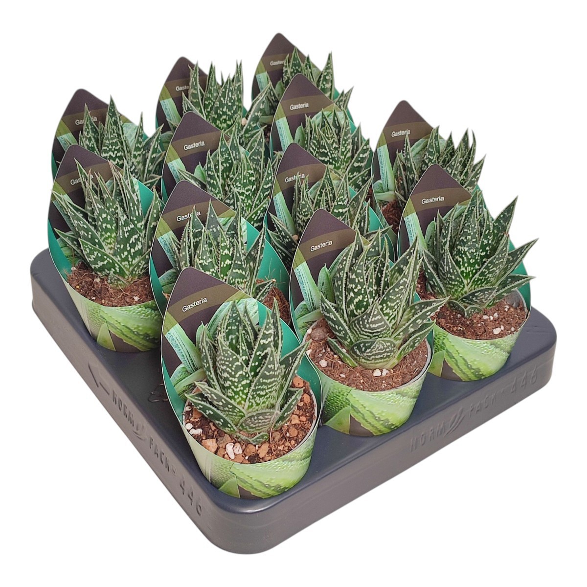 GASTERALOE 'THAI TIKI' - POT Ø 6,5 WITH POTCOVER (SUCCULENTEN), D 6,5