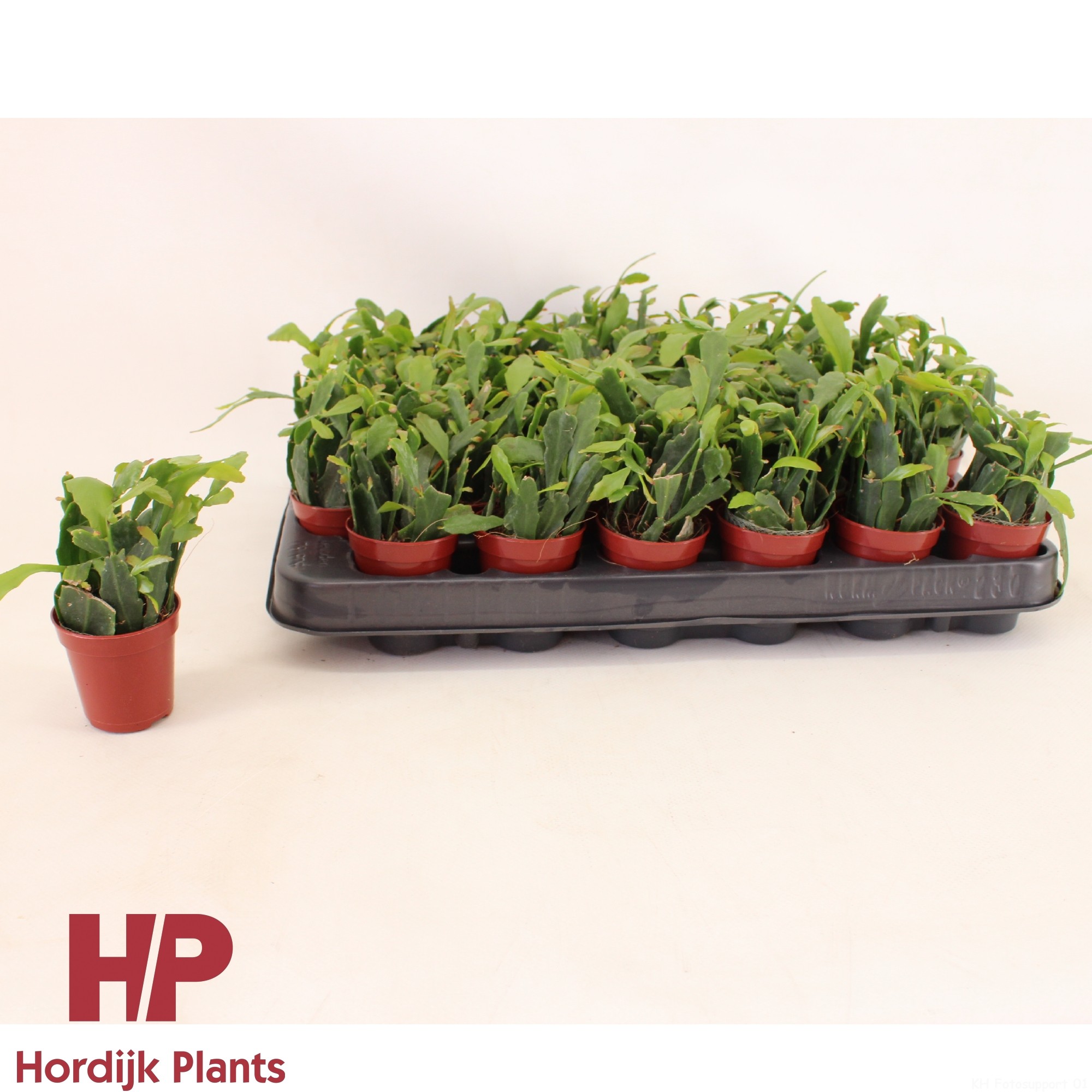 Rhipsalis crispata 5,5cm, D 5,5