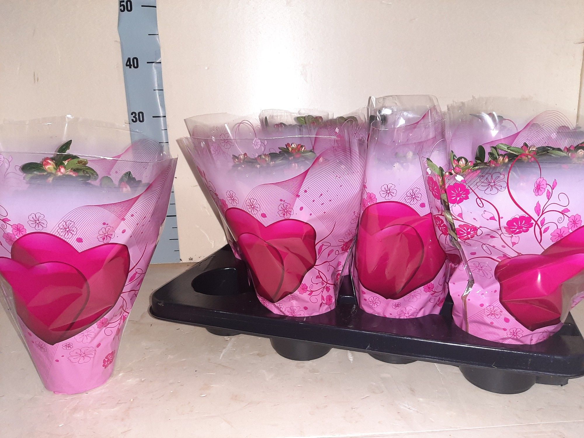 AZALEA VALENTIJN HOES NEW 25 CM, D 12