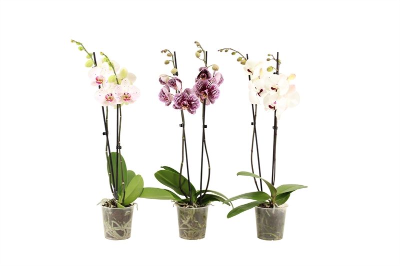 Phal mix 2T16+, D 12