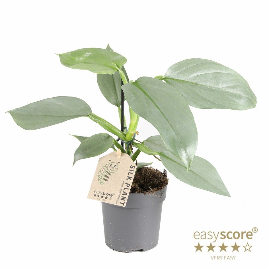 PHILODENDRON HASTATUM 'SILVER SWORD', D 11 cm