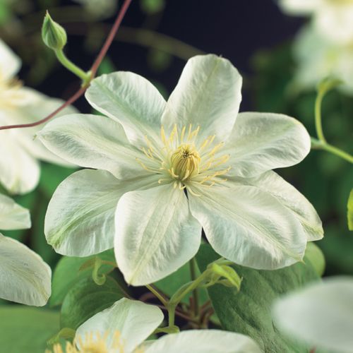 Clematis 'Guernsey Cream' +bee label, D 15