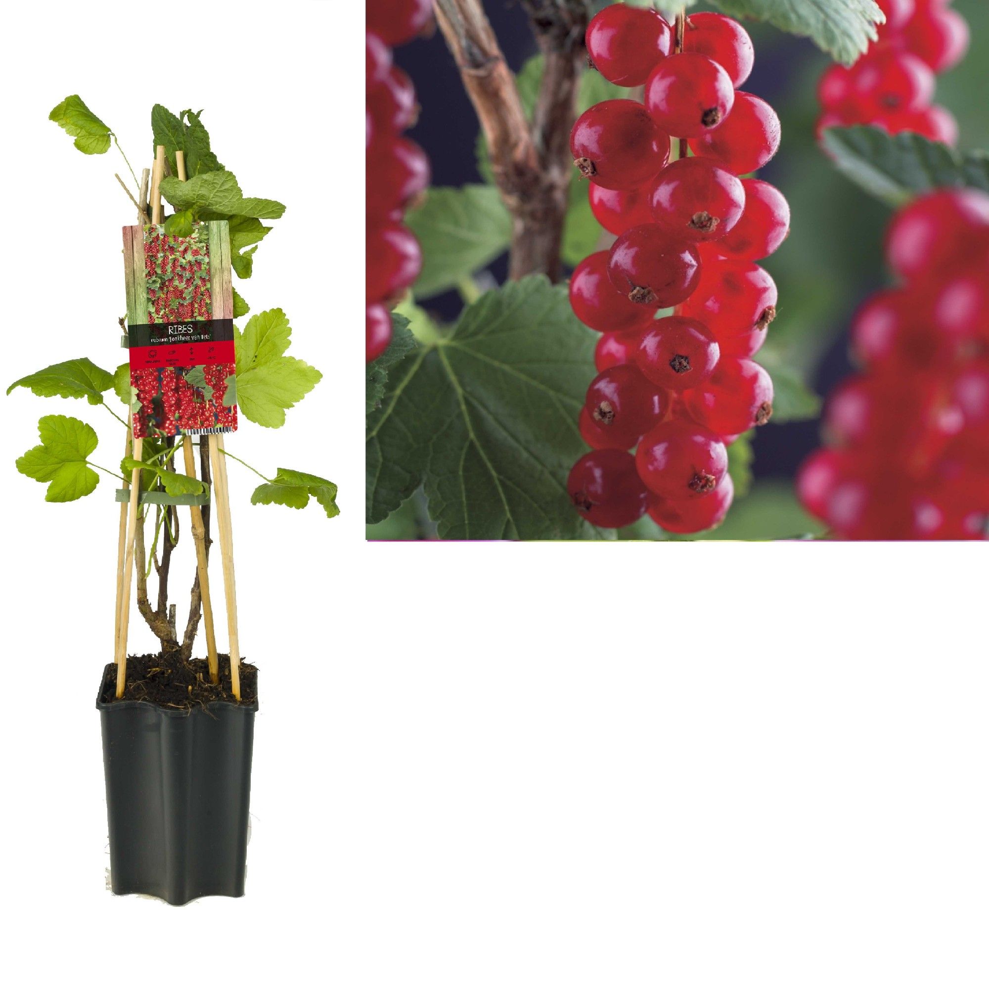Ribes rubrum 'Jonkheer van Tets' +3.0 label, D 15 cm