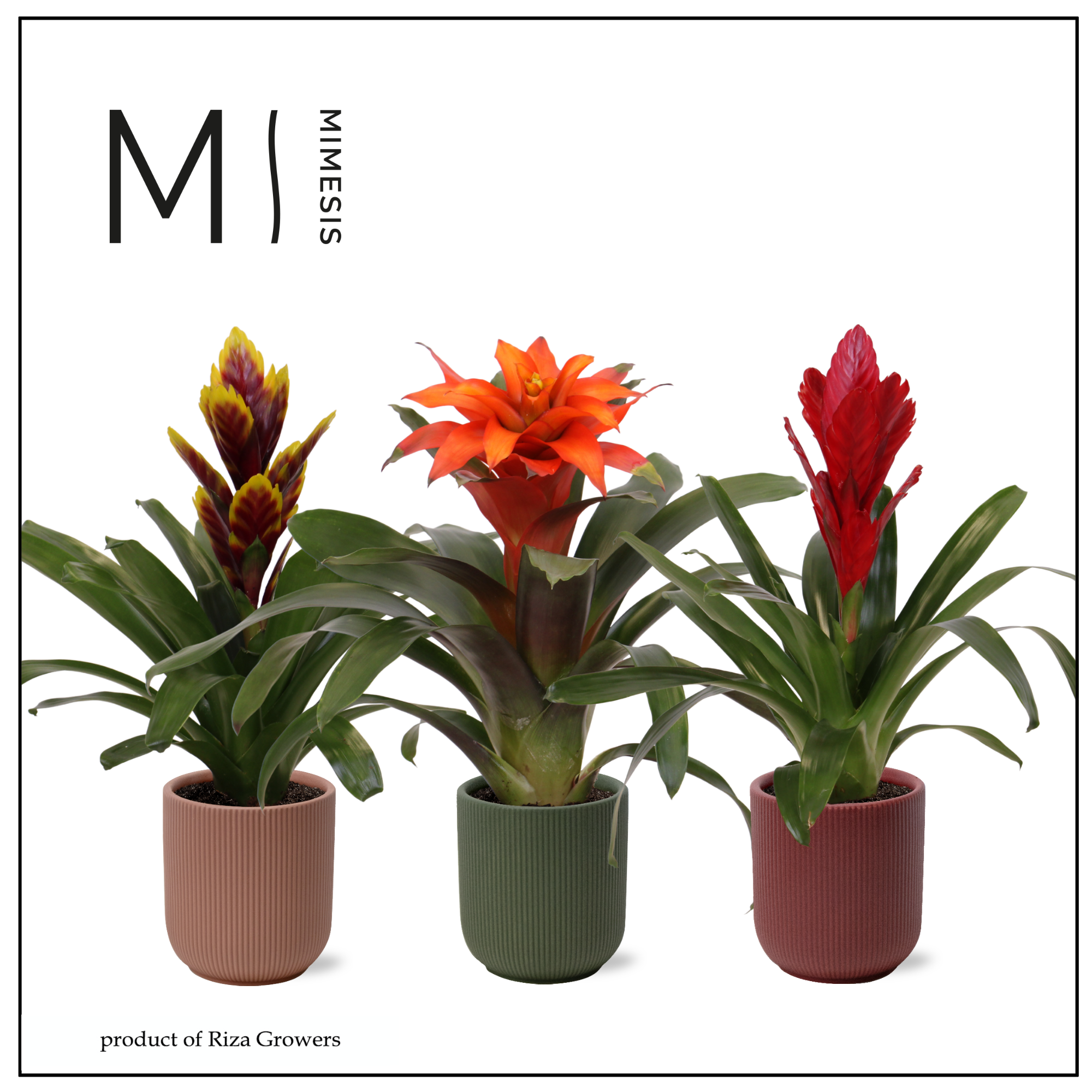 Bromelia Stylish - 12cm in Atlanta | Mimesis, D 12