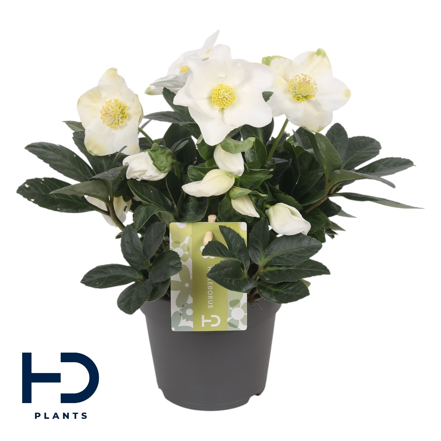 Helleborus niger 'Advent Star Early' XXL p12, D 12 cm
