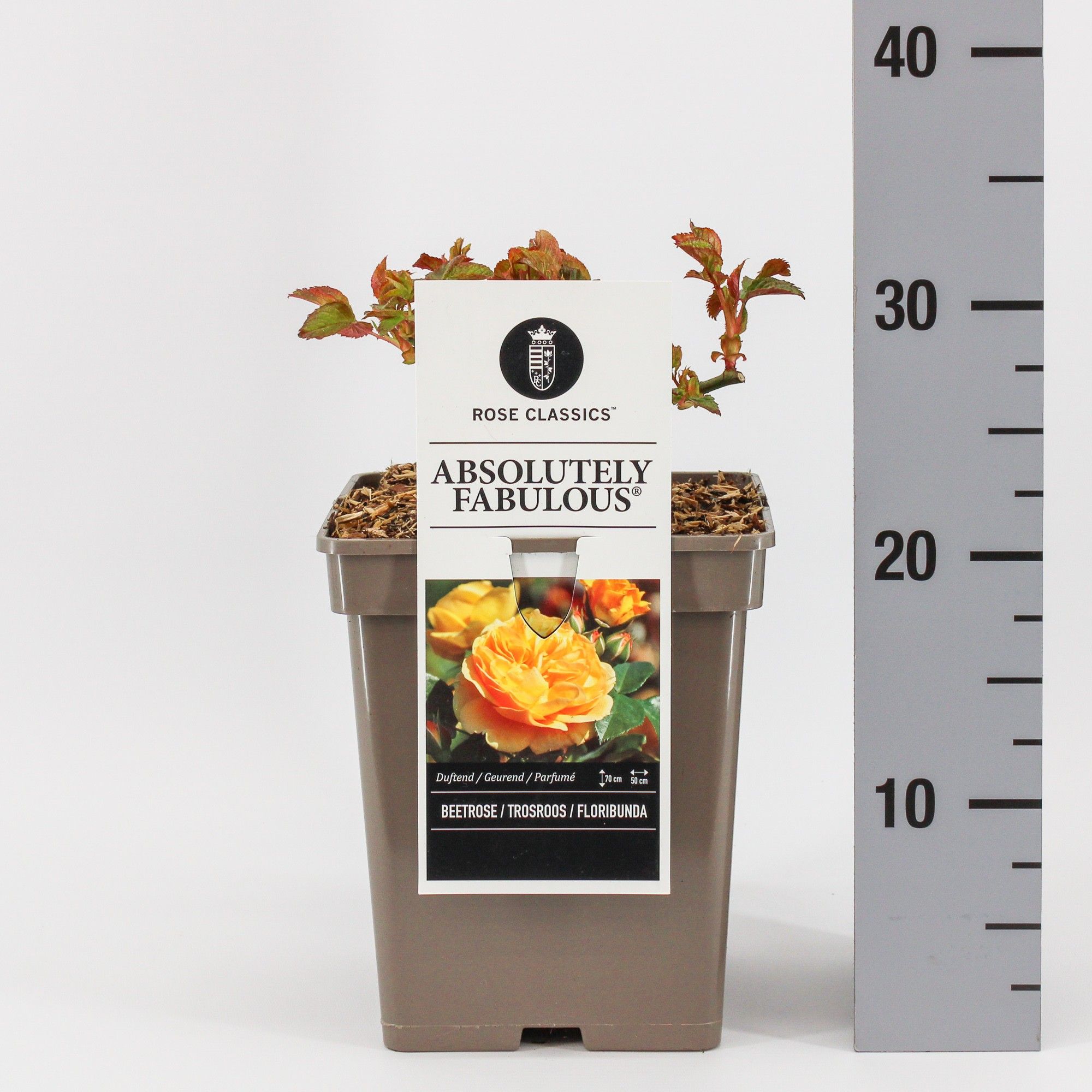 Rosa (F) Absolutely Fabulous ®, C5, D 23 cm