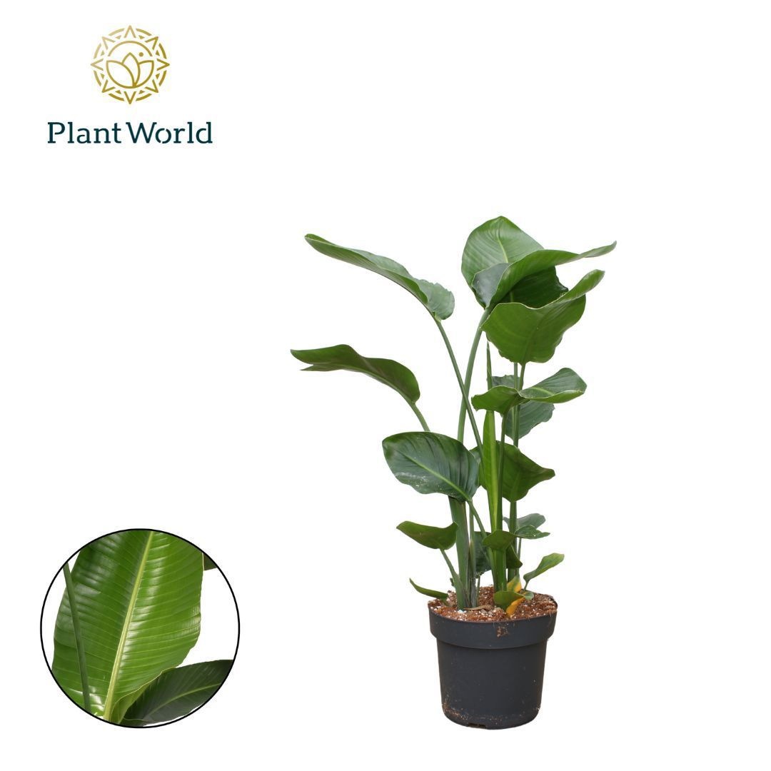 Strelitzia Nicolai 3 PP (zonder bloem) 100-120cm, D 24