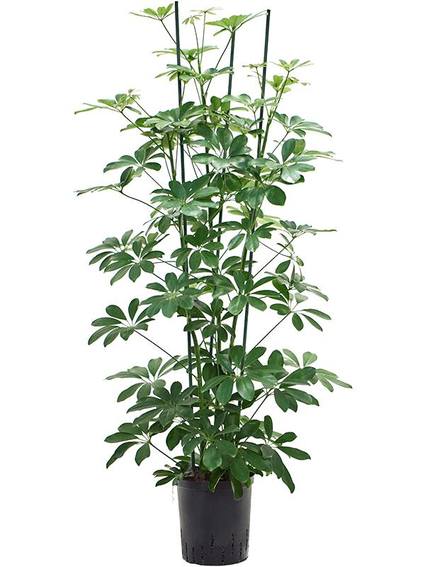 Schefflera arboricola 'Compacta', D 18