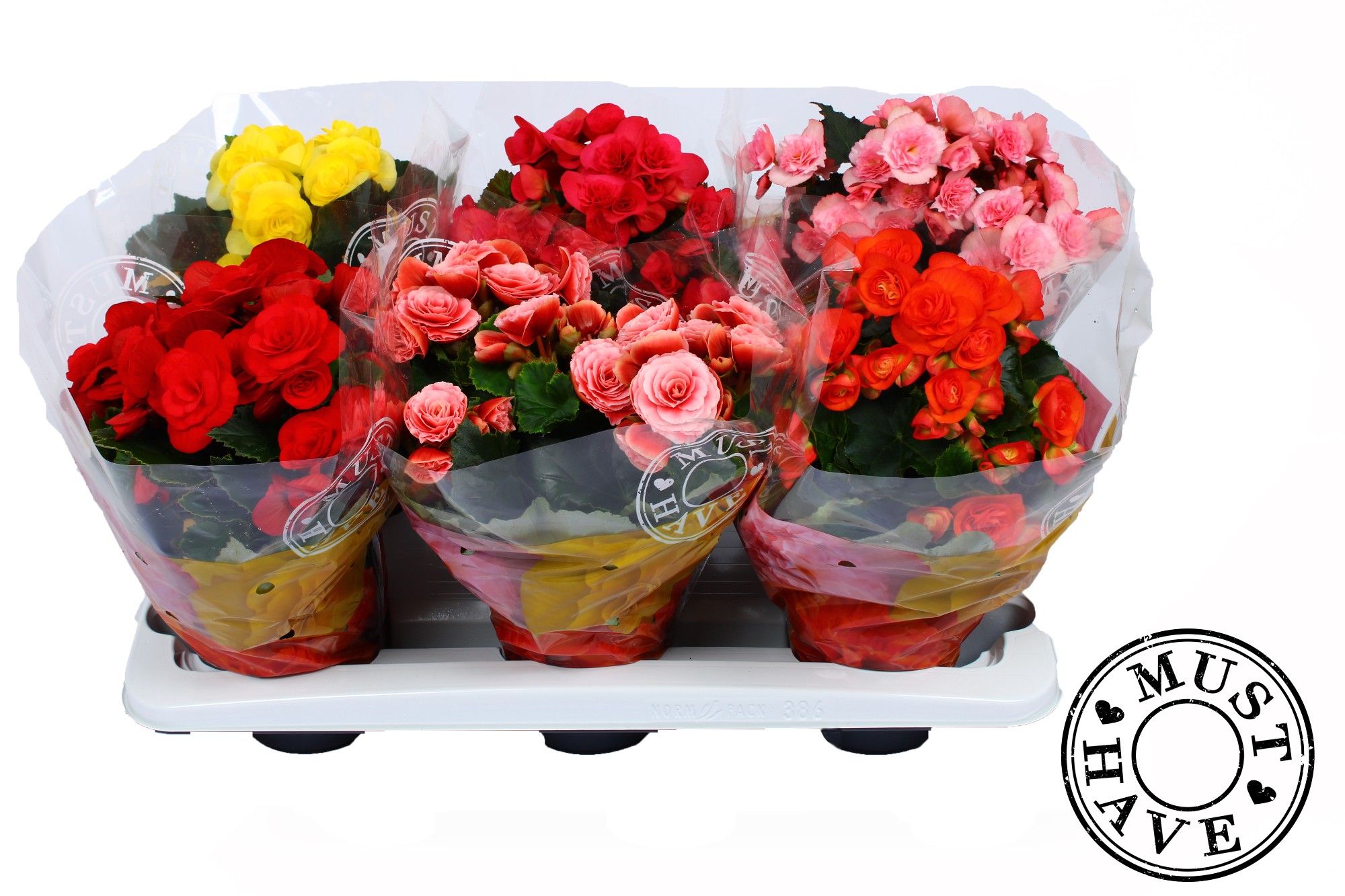 Begonia 13cm MIX 'MUSTHAVE', D 13