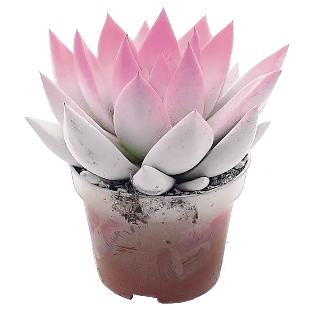 Miranda bicoloured white/pink, D 6 cm