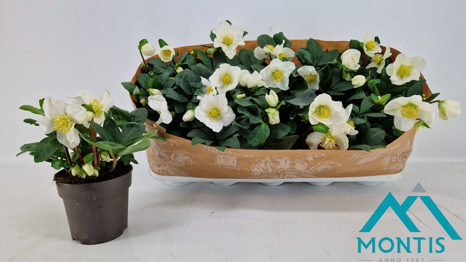 Helleborus Christmas Carol 12 cm Large, D 12 cm