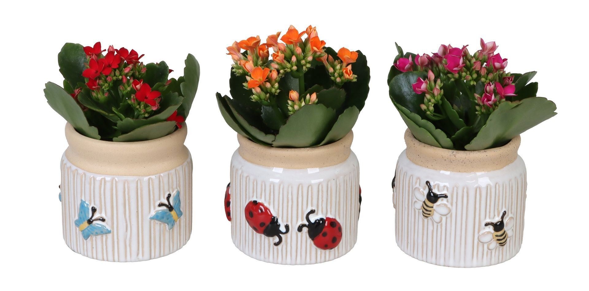 L 66641 with Kalanchoe Mix, D 6