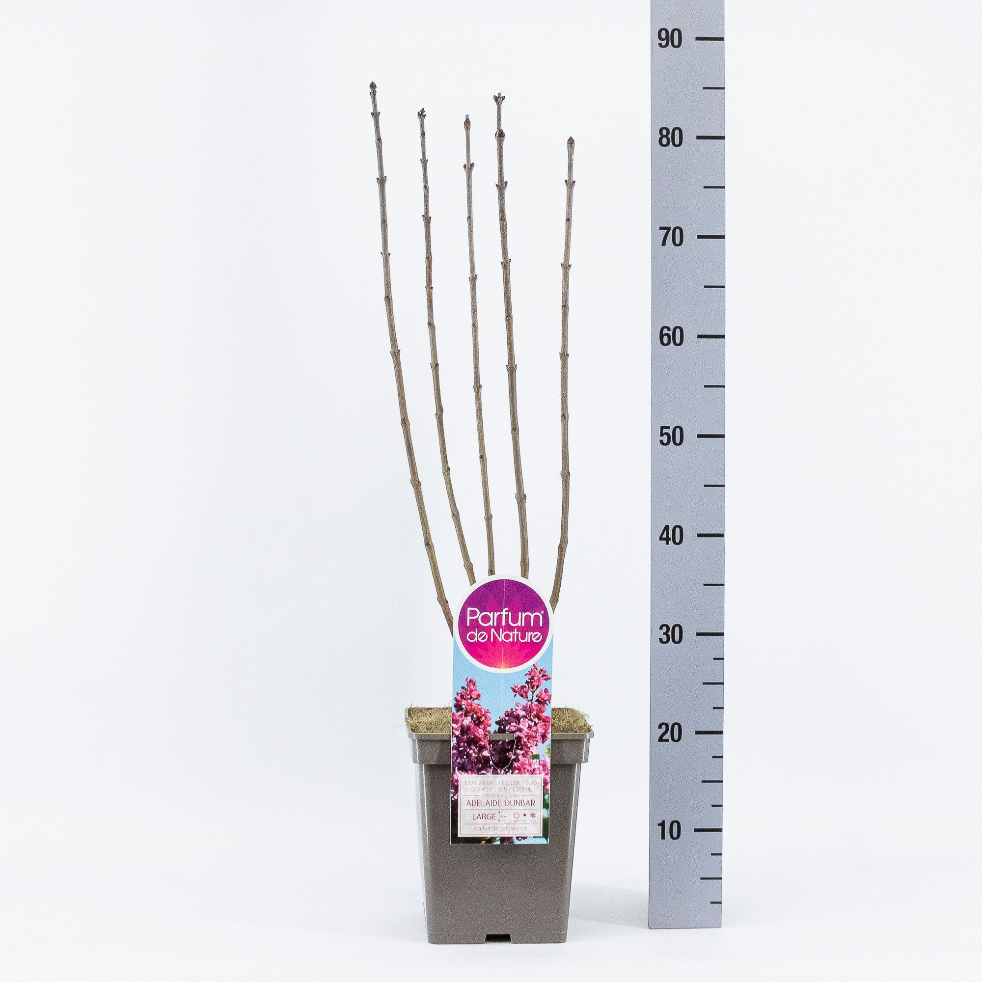 Syringa vul. Adelaide Dunbar, C5, D 23