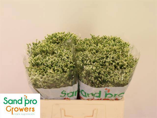 Лимониум Кул Даймонд 50, шт.