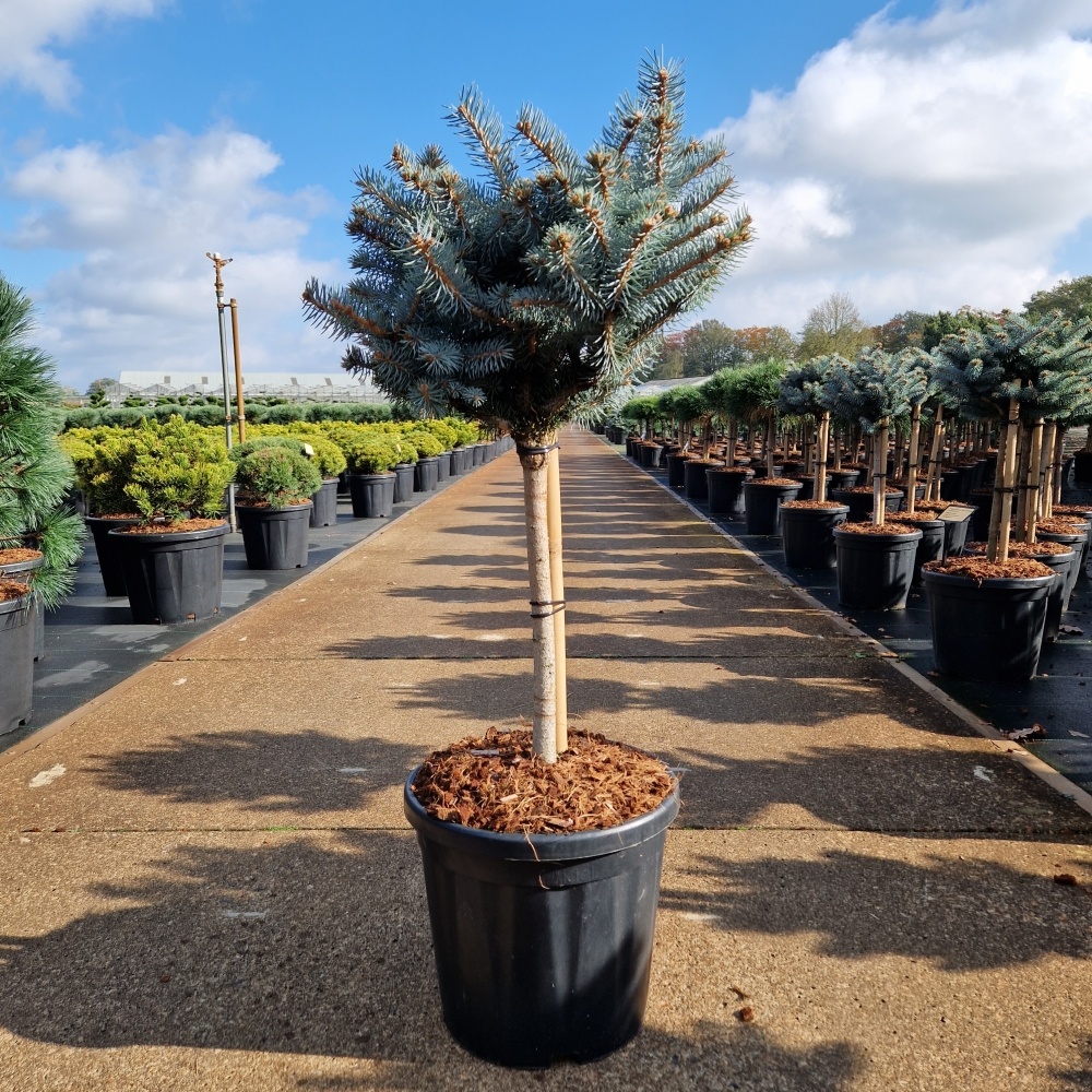 Picea pungens 'Glauca Globosa', D 32 cm