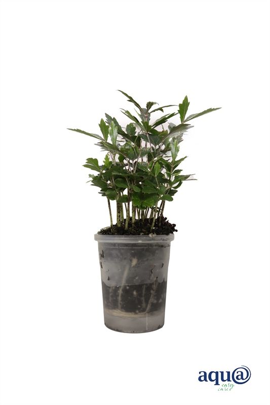 Dizygotheca p06 elegantissima Castor Aqu@, D 6