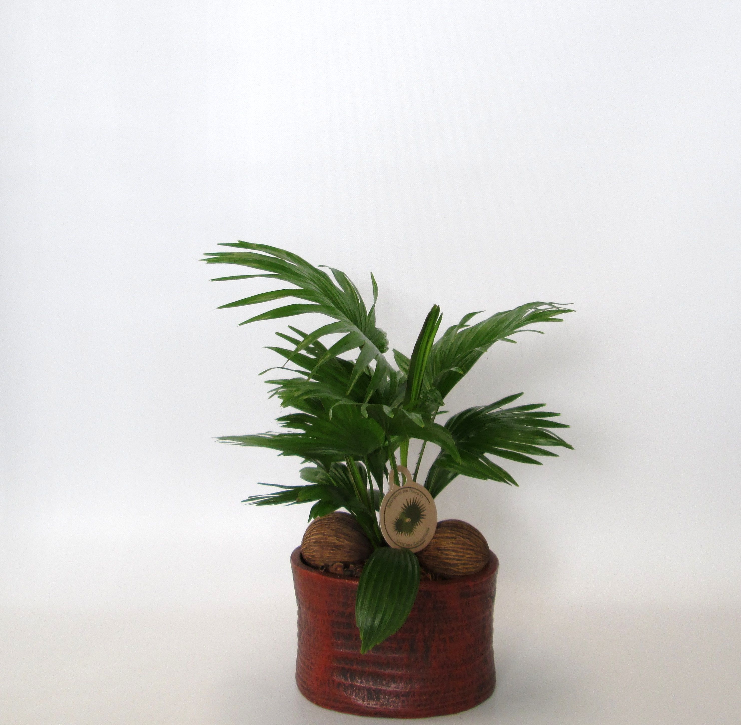 Livistona rotundifolia in Ruby pot, D 20