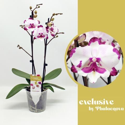 Emily 2- tak 60cm (GROEN), D 12