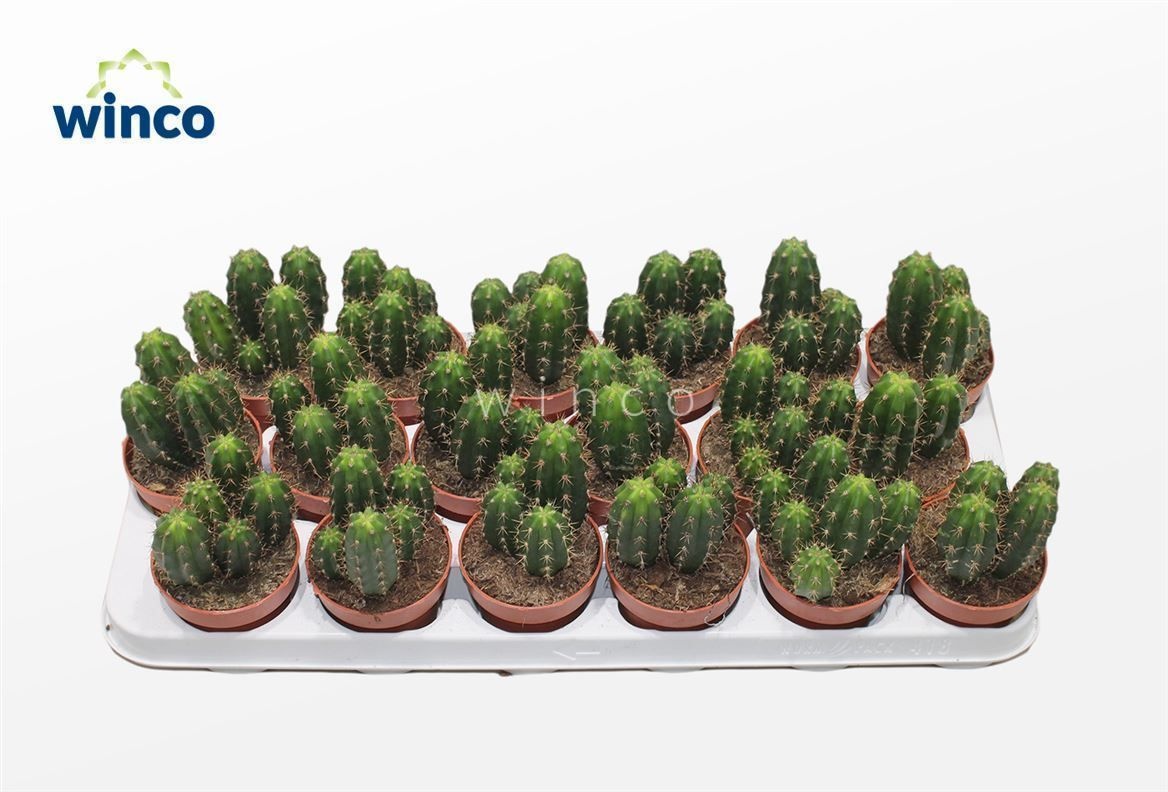 Trichocereus Terscheckii, D 8,5 cm