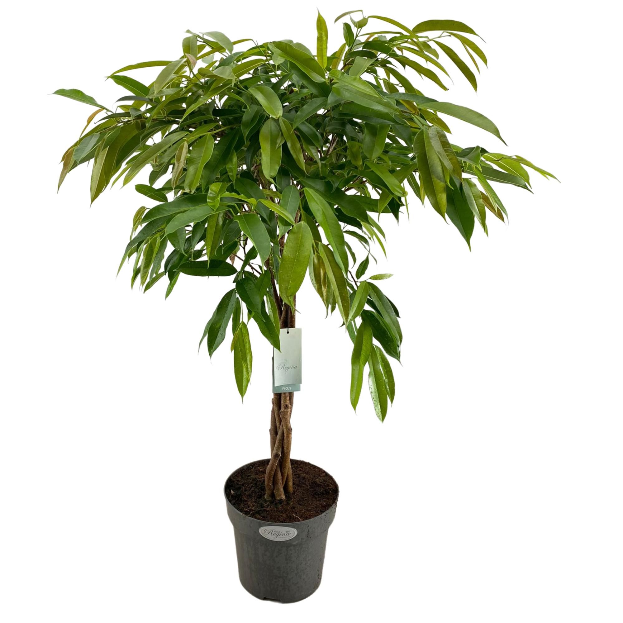 Ficus Binnendijkii Amstel King Gevlochten stam p24, D 24