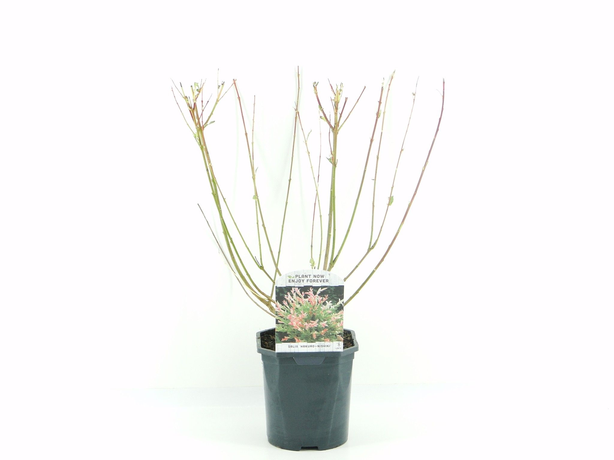 Salix grac.Mount Aso, D 17 cm