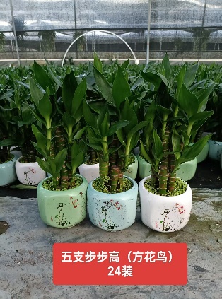 Драцена сандериана фиве-степ Бу Бу Гао (ассортед ин а трей) 12圆瓷盆 12 26 (WG0705)