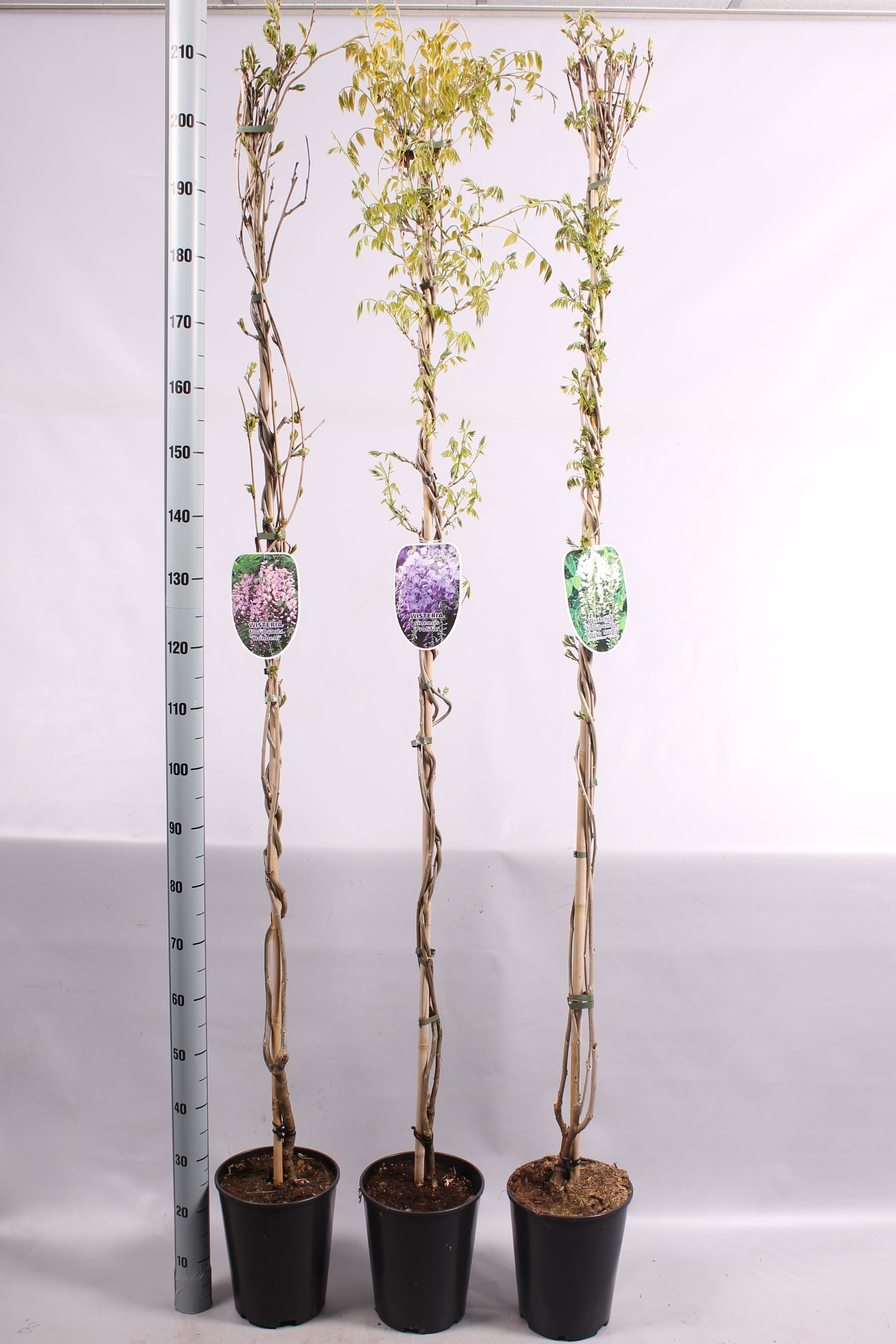 Wisteria overig, D 23 cm Wisteria overig, D 23 cm