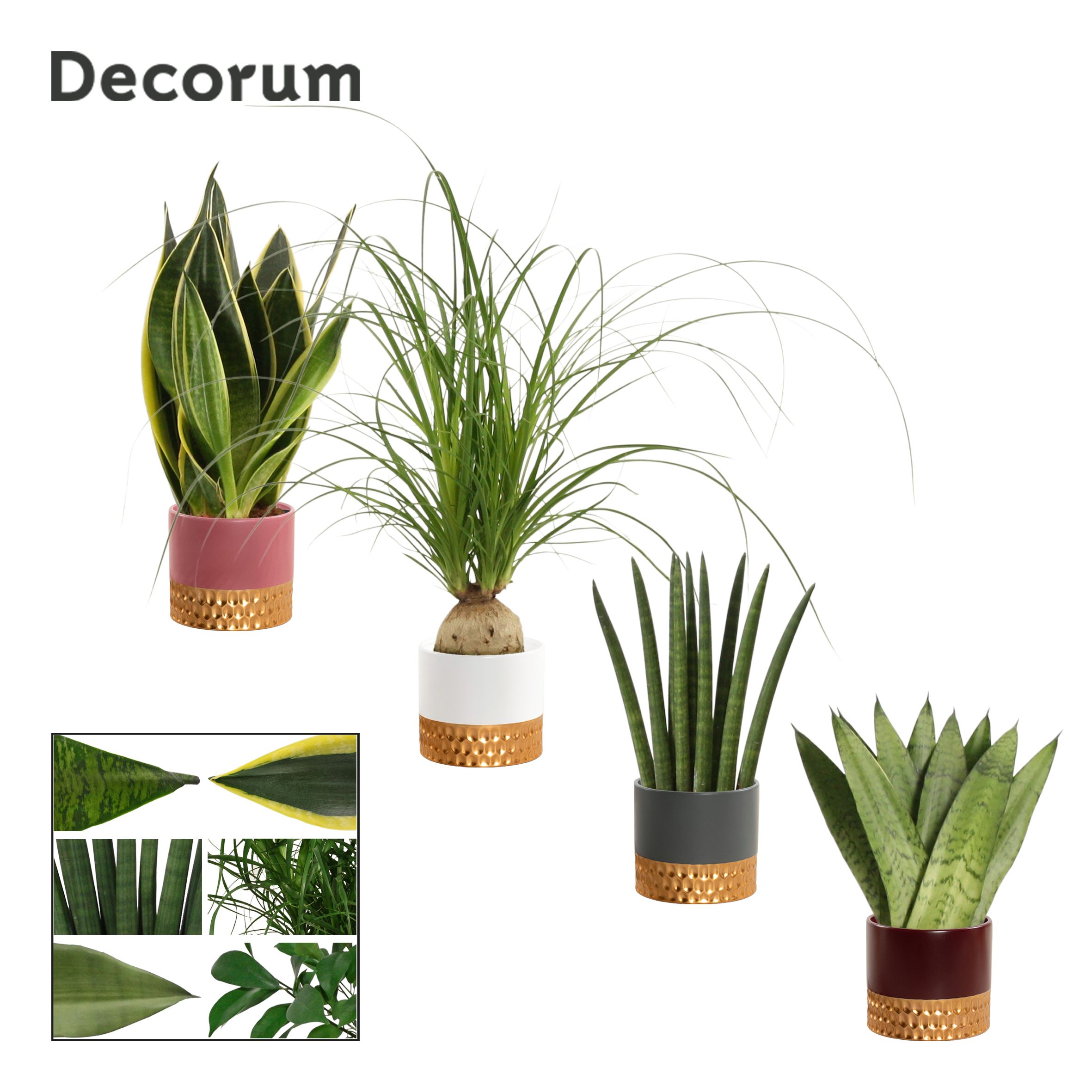 Groenmix 9 cm in Frederique (Rich love-collection), D 9