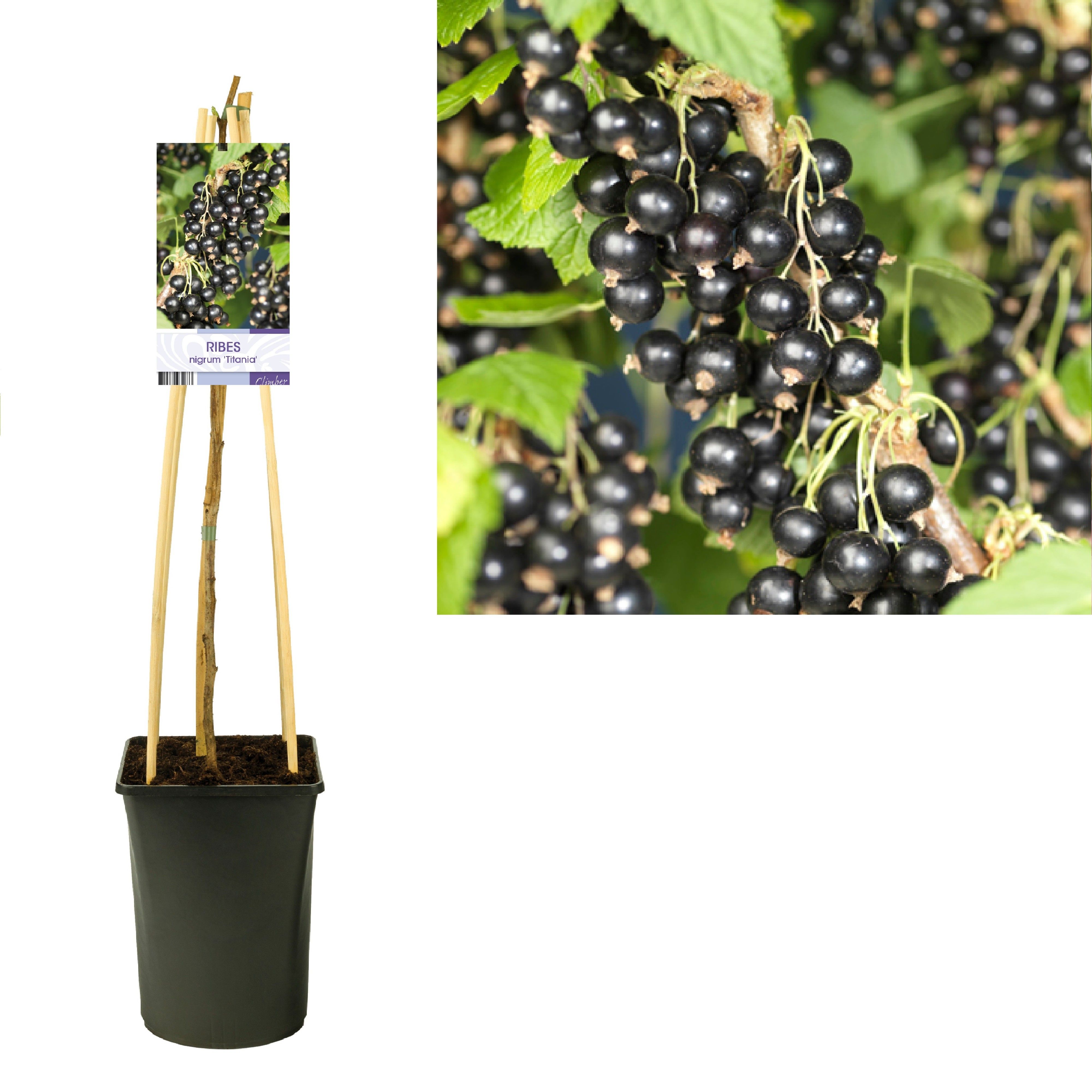 Ribes nigrum 'Titania' +light label, D 17 cm