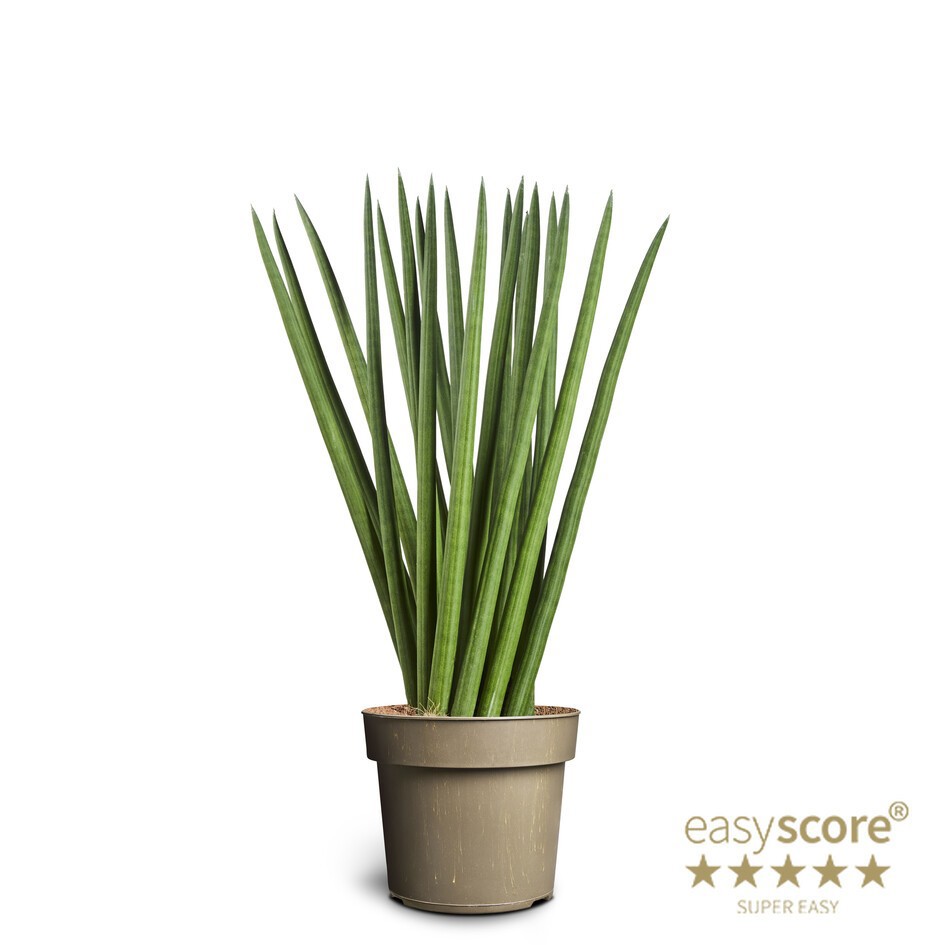SANSEVIERIA CYLINDRICA 'Spaghetti', D 17