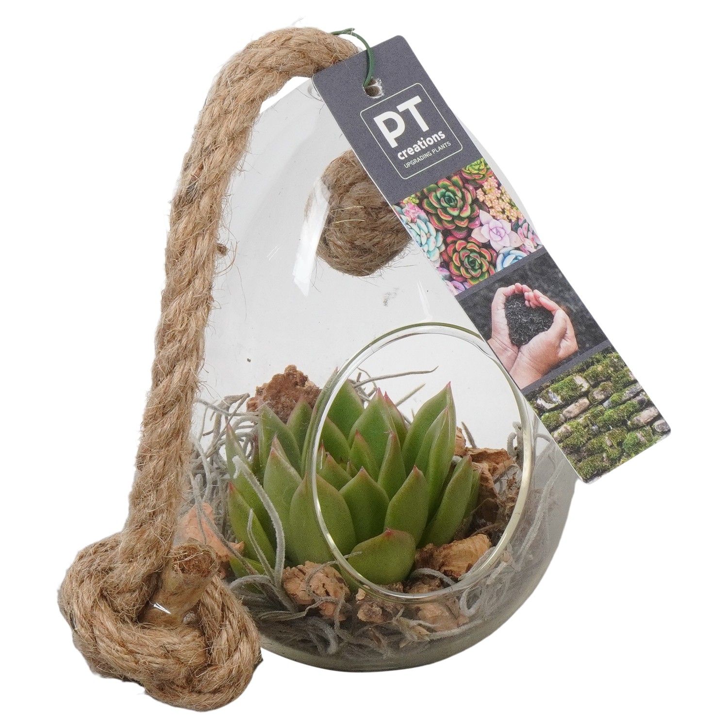 PTSU8407 Arrangement Succulenten in glazen ei, D 10