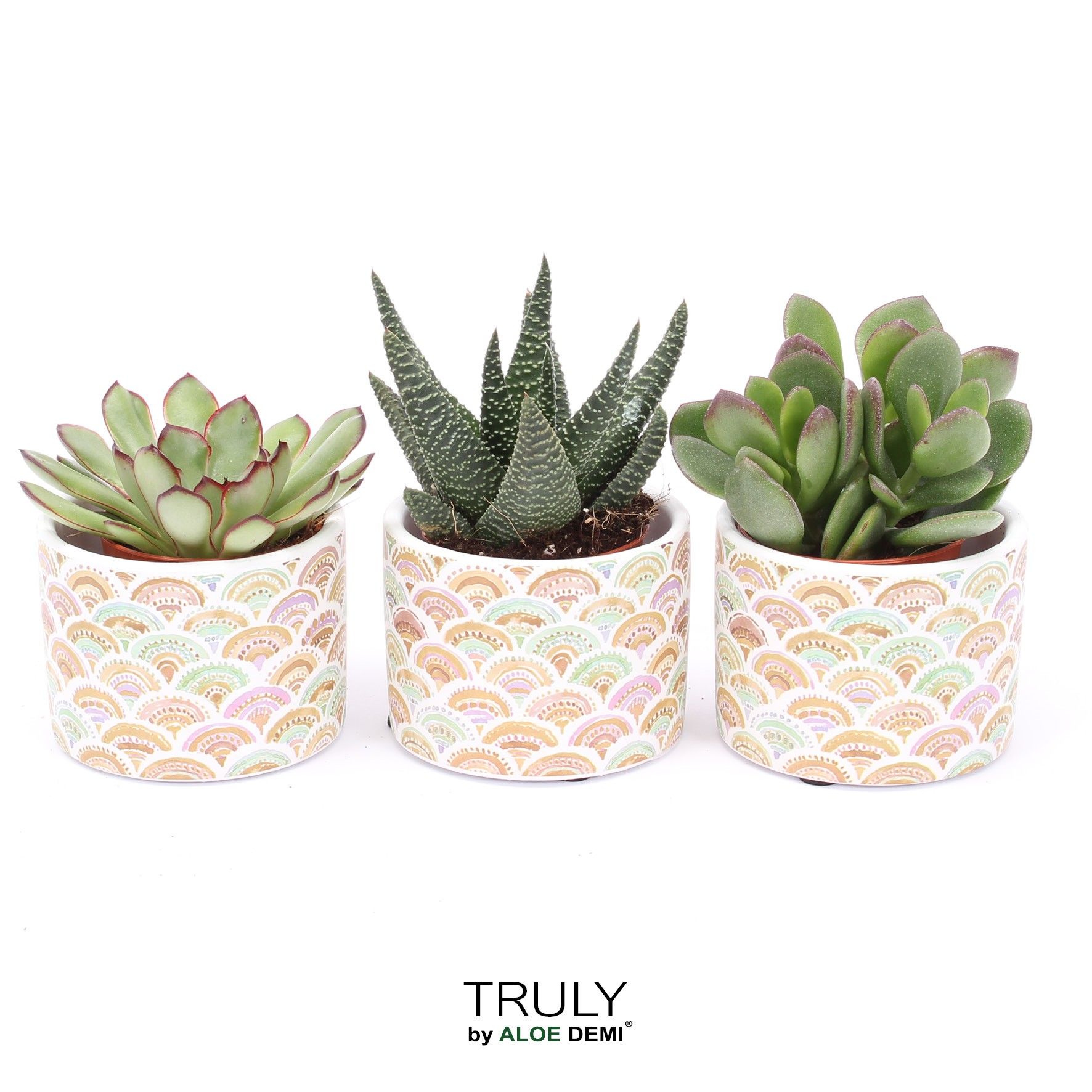 TRULY Succulent, Sun, D 7