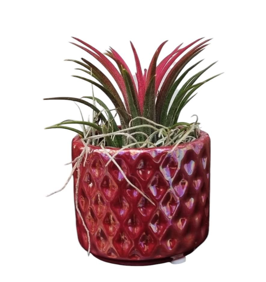 Tillandsia diamond red pot, D 6