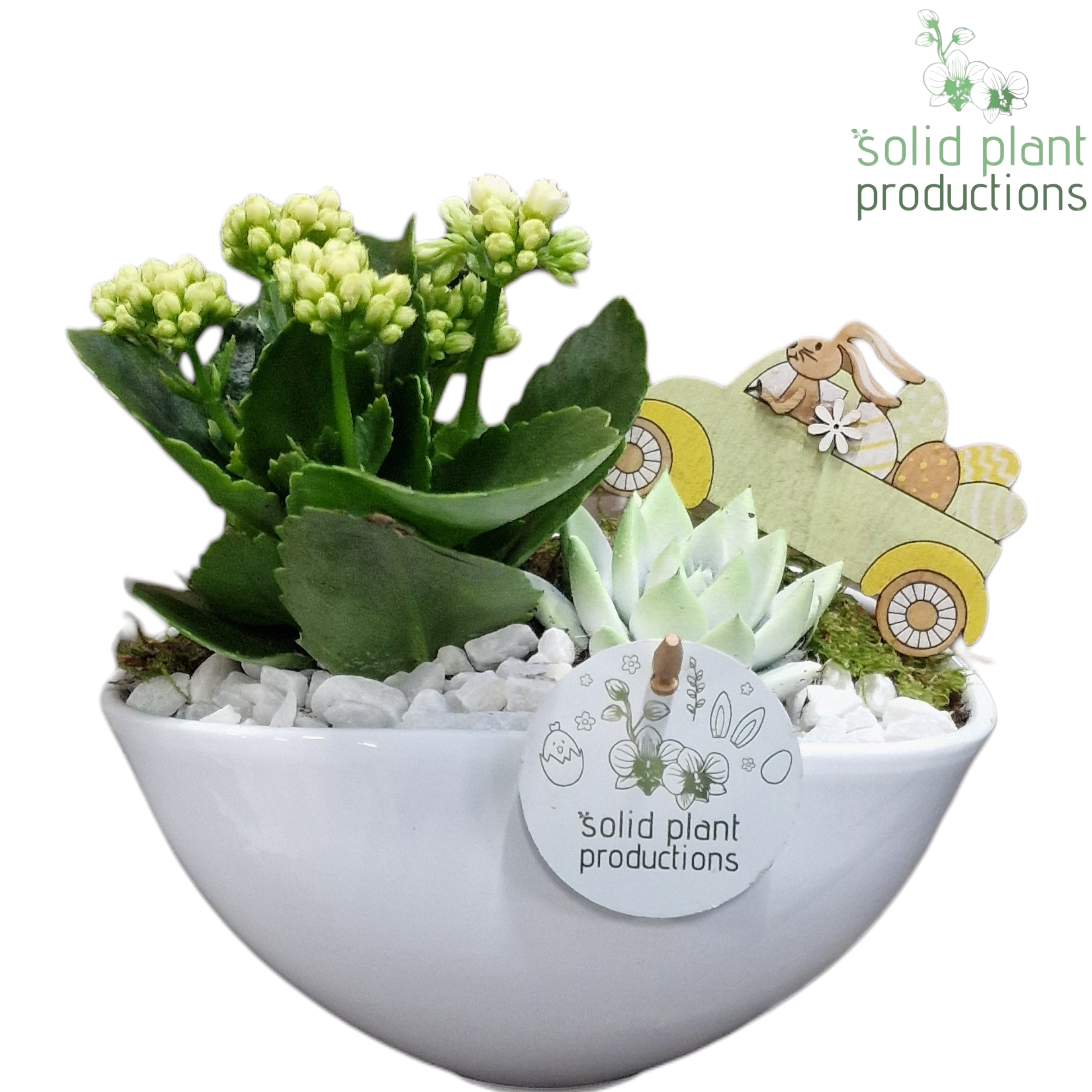 KE006 Katty White Easter, D 19