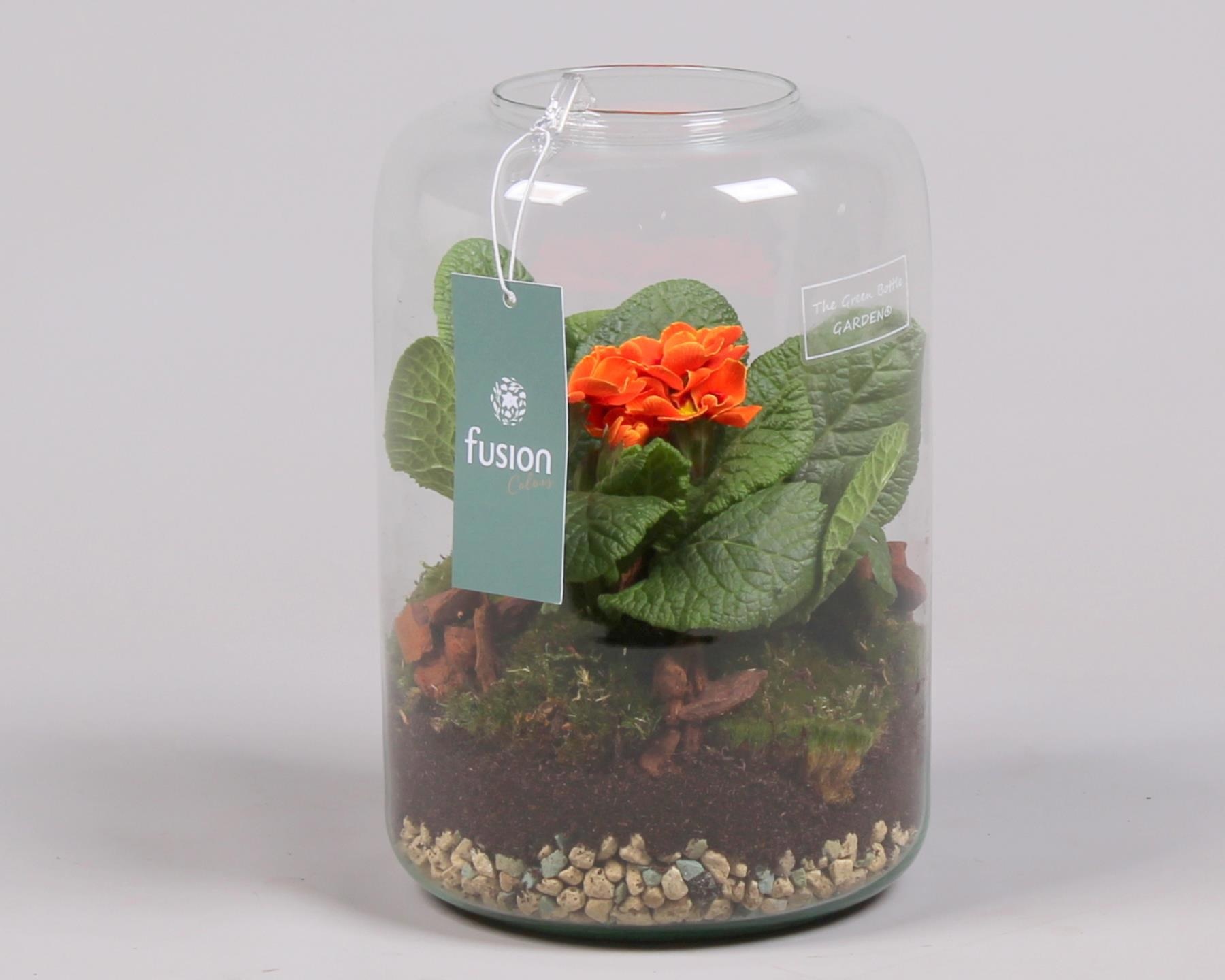 Green Bottle Isabella Small Voorjaar met Primula Acaulis, D 15