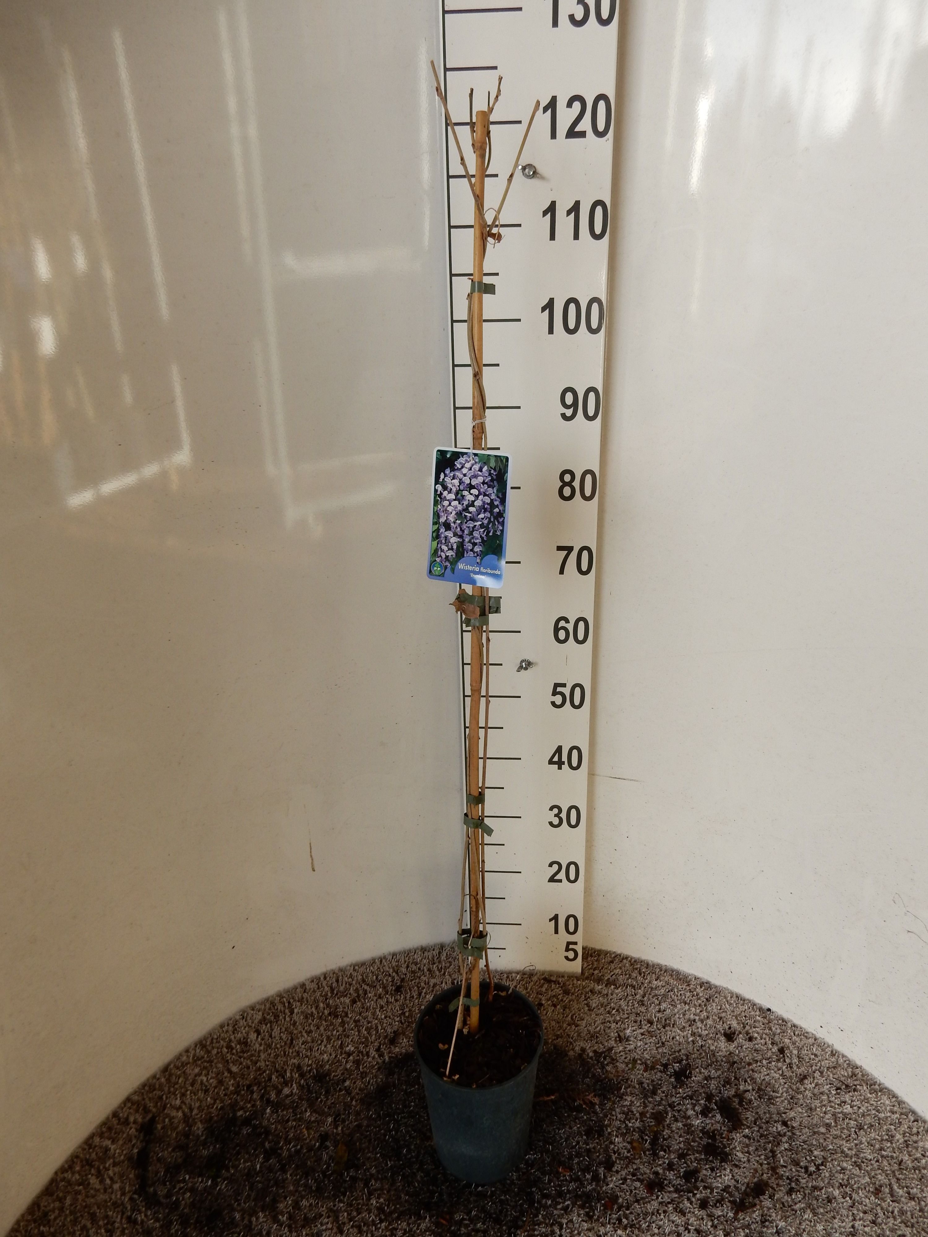 Wisteria floribunda Domino 90 cm P19, D 19