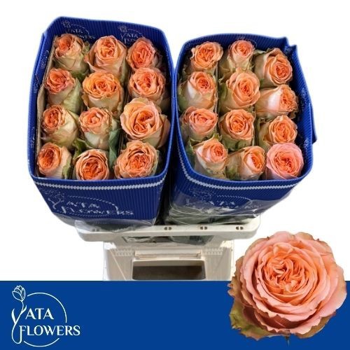 Роза од. Кантри Хоум 50, шт.