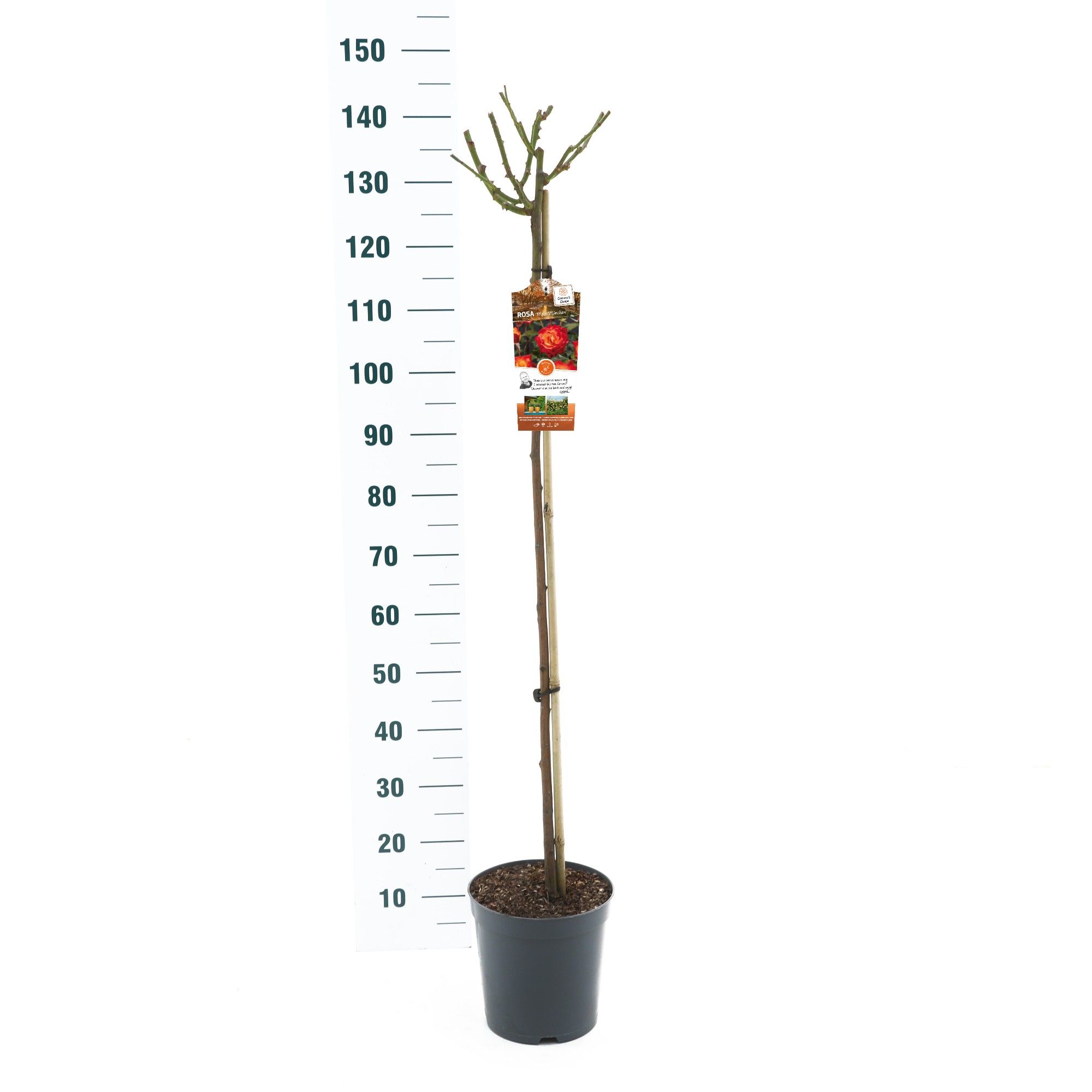 Rosa 'Mein München' - 110 Stam - Basic Collection, D 24