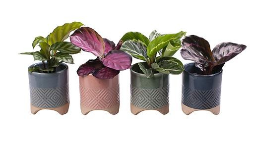 CALATHEA MIX 'L 65597', D 6