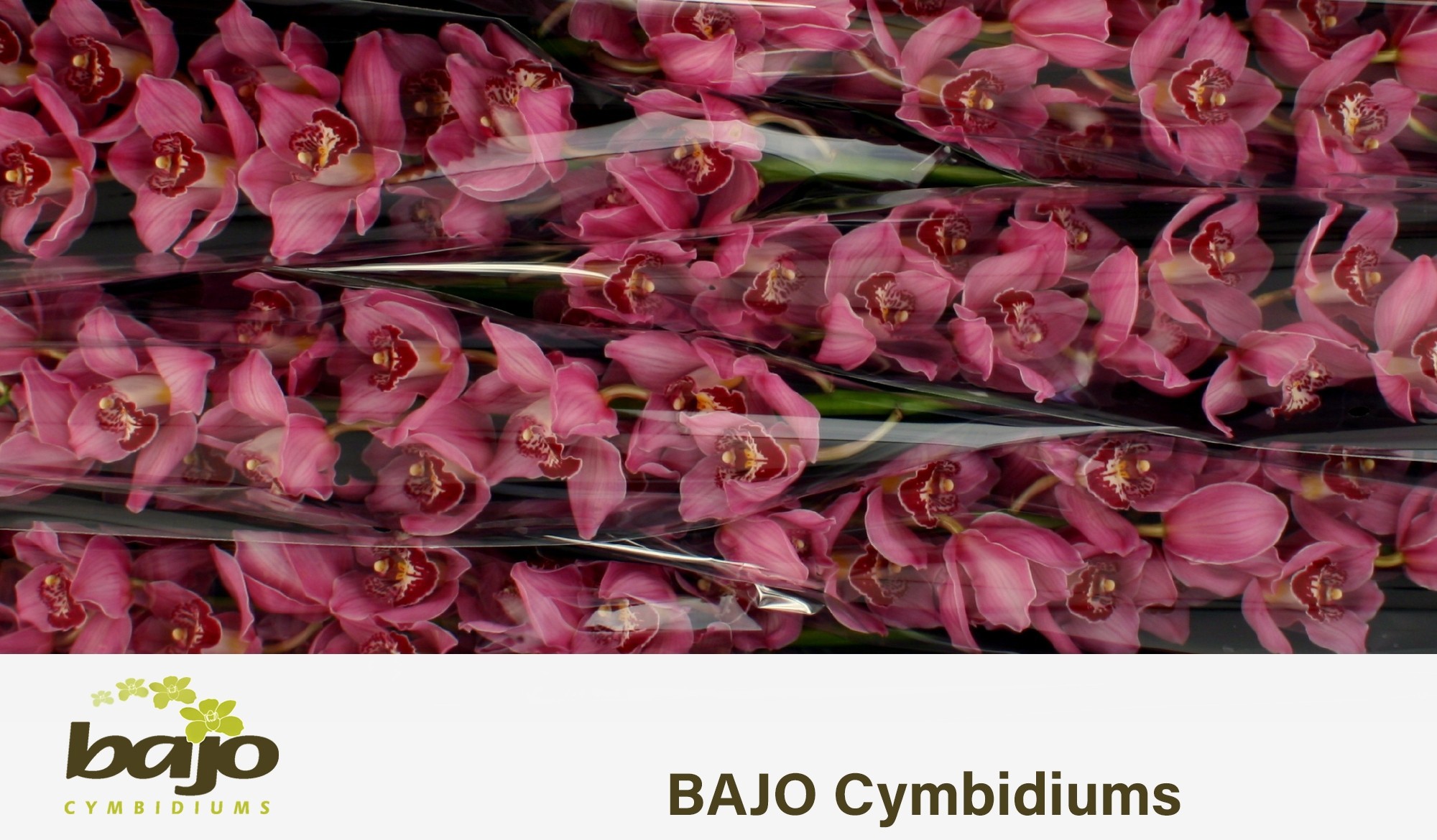 Цимбидиум Фантаси x6 80, шт.