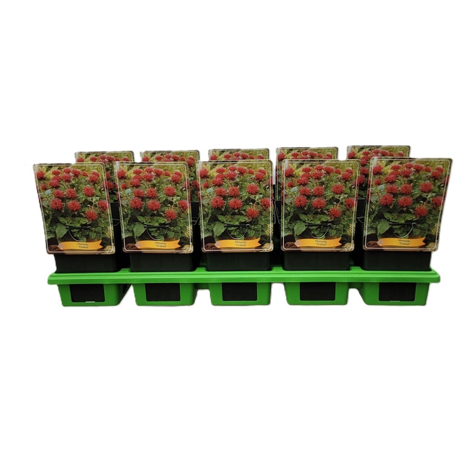 Monarda 'Fireball' P11, D 11 cm