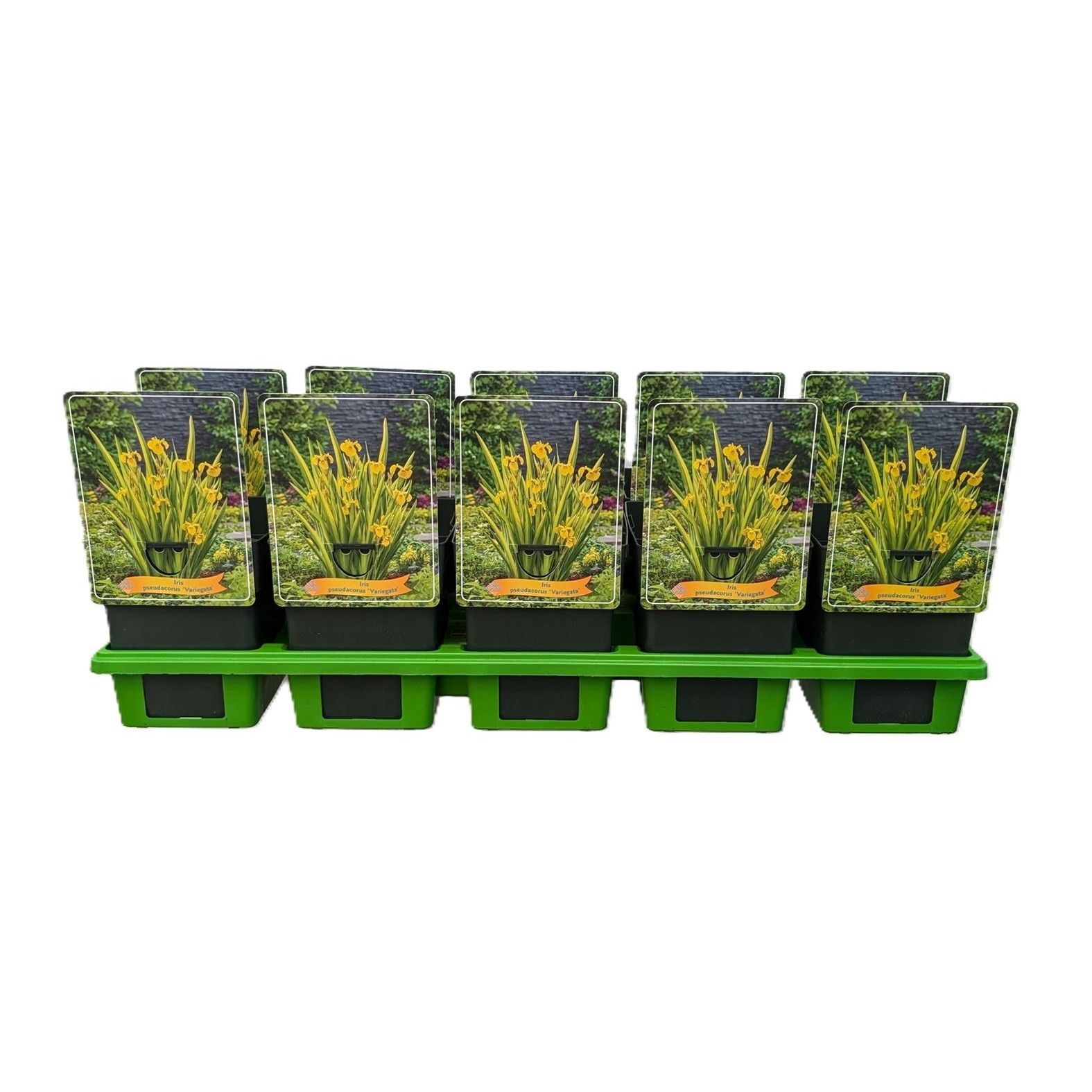 Iris pseudacorus 'Variegata' P11, D 11 cm