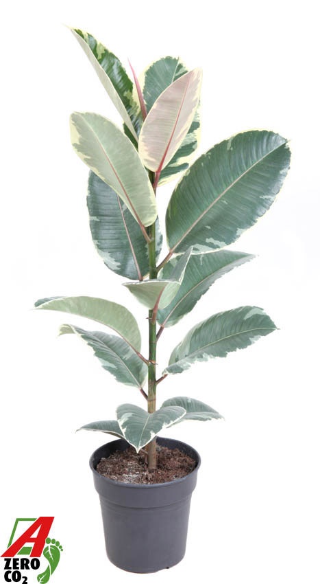 Ficus Tineke 1PP P19, D 19