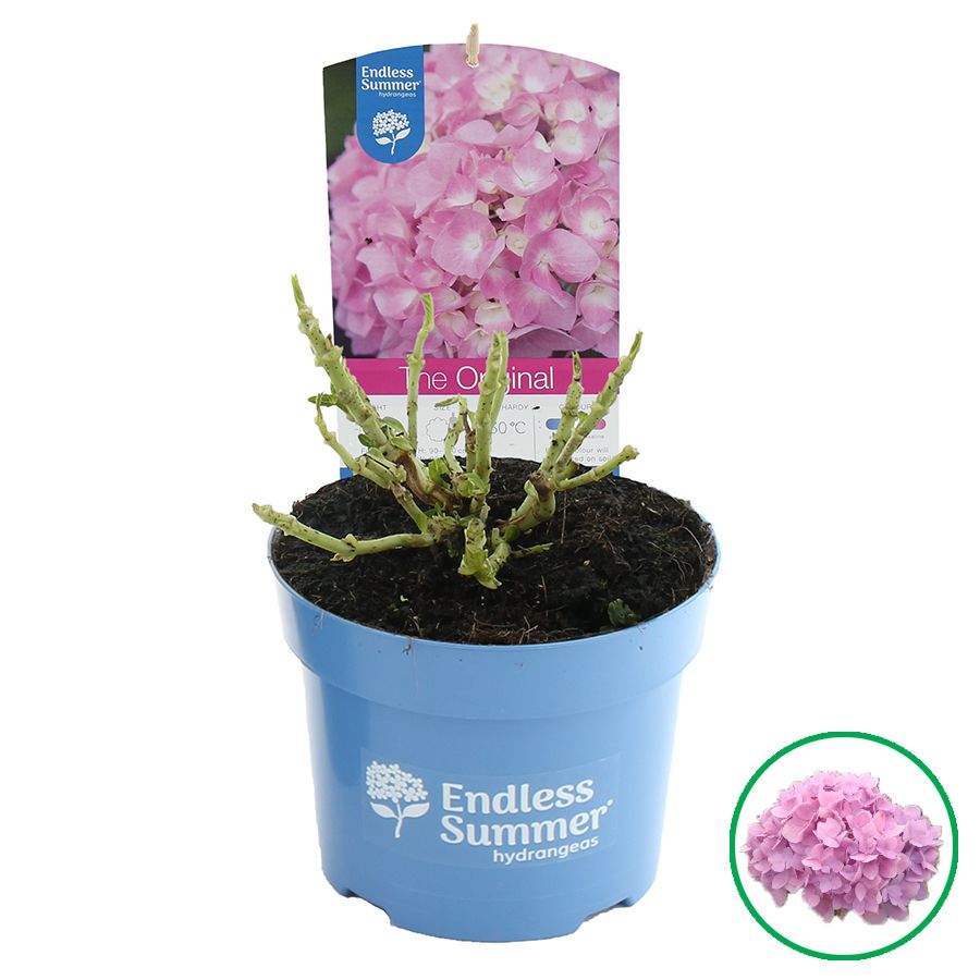 Hydrangea macr. Endless Summer® 'The Original' Roze C2 (17cm.), D 17