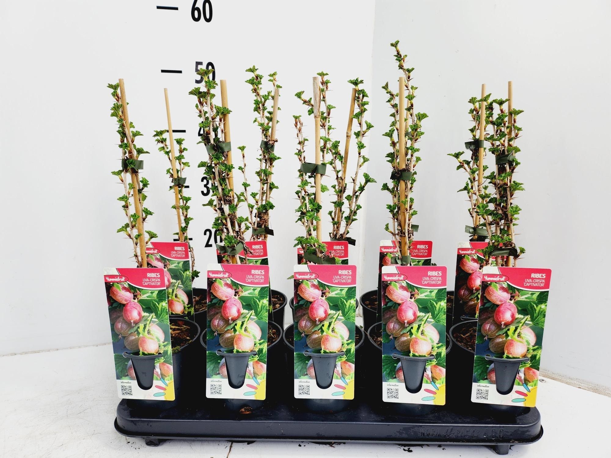 Ribes Capivator, D 12 cm