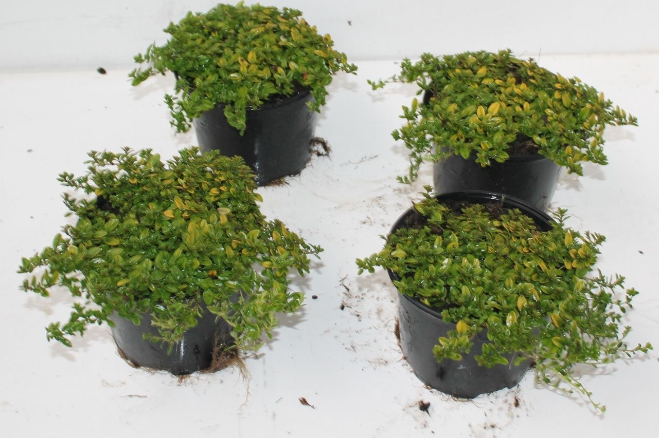 thymus citrodorus, D 13