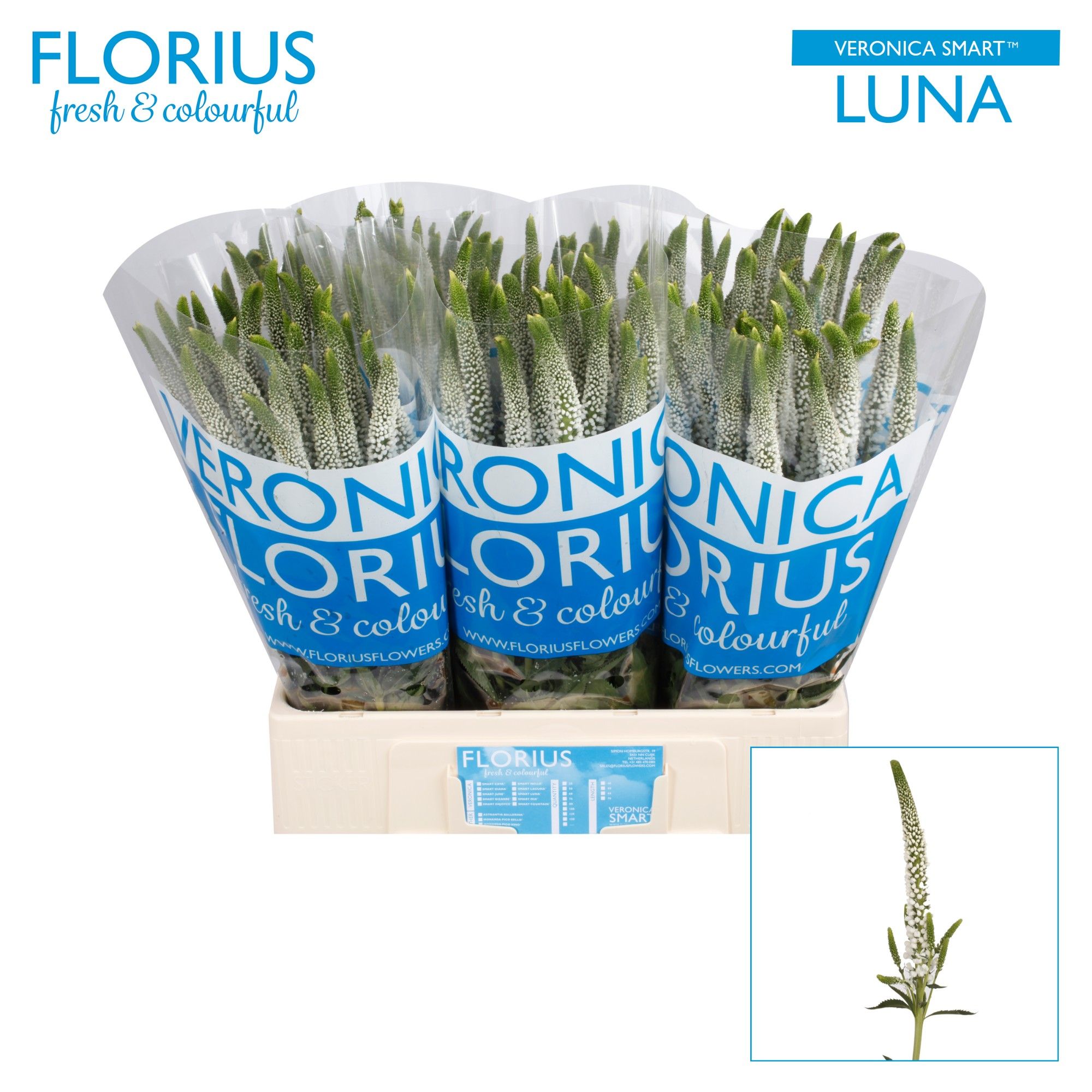 Вероника Смарт Луна 60, шт.
