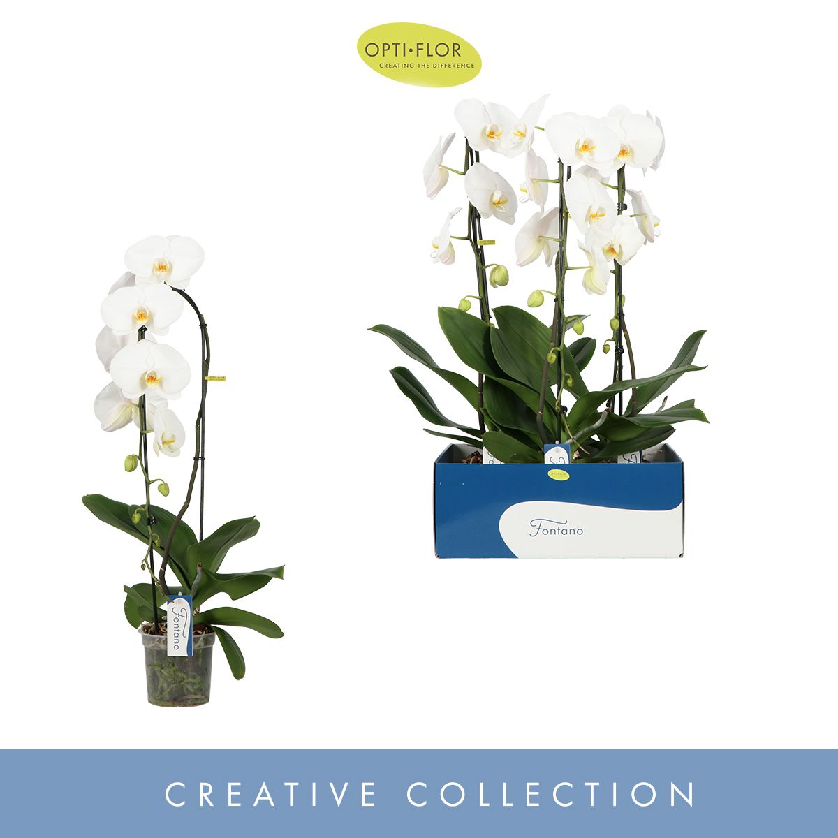 Fontano Wealth 1 spike, D 15 cm