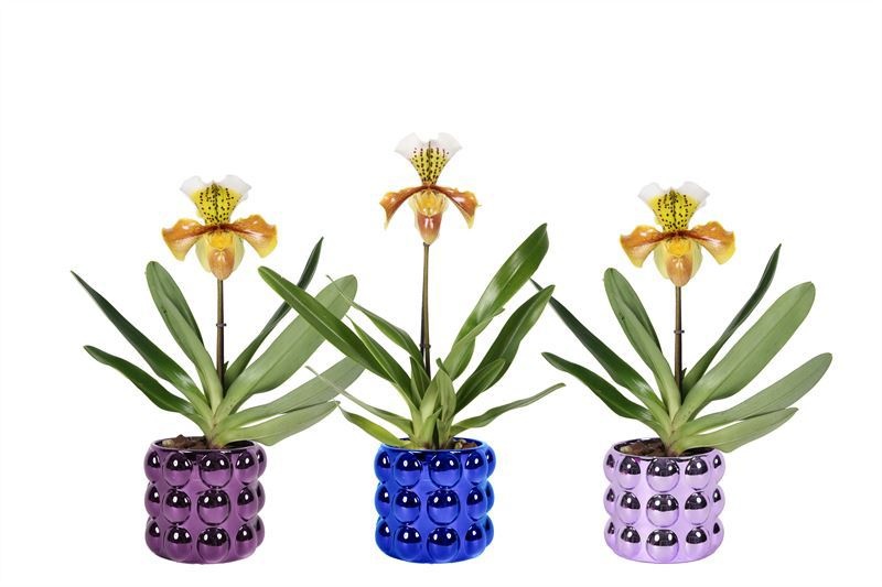 Dolomite p12 Electroplated Daisy grande mix Paphiopedilum USA hybride 1bl, D 12