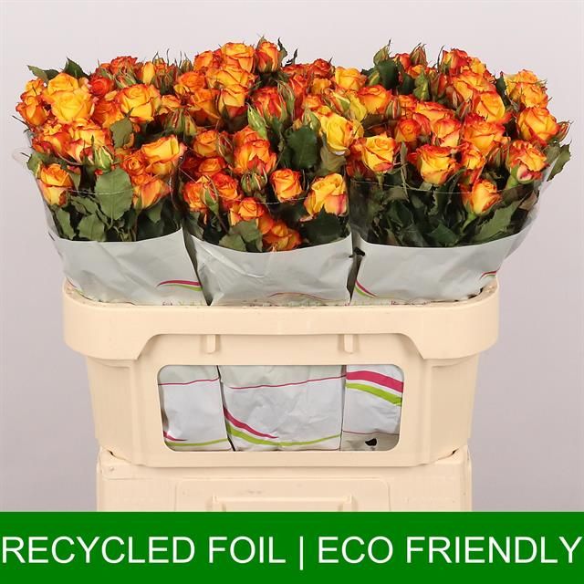 Роза куст. Айлайнер 70, шт.